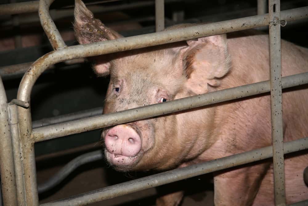 Sad pig in cage at a factory farm