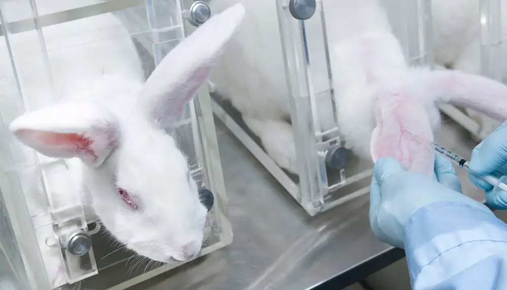 10 Facts About Animal Testing You Need to Know (2021) - Cruelty Free Soul