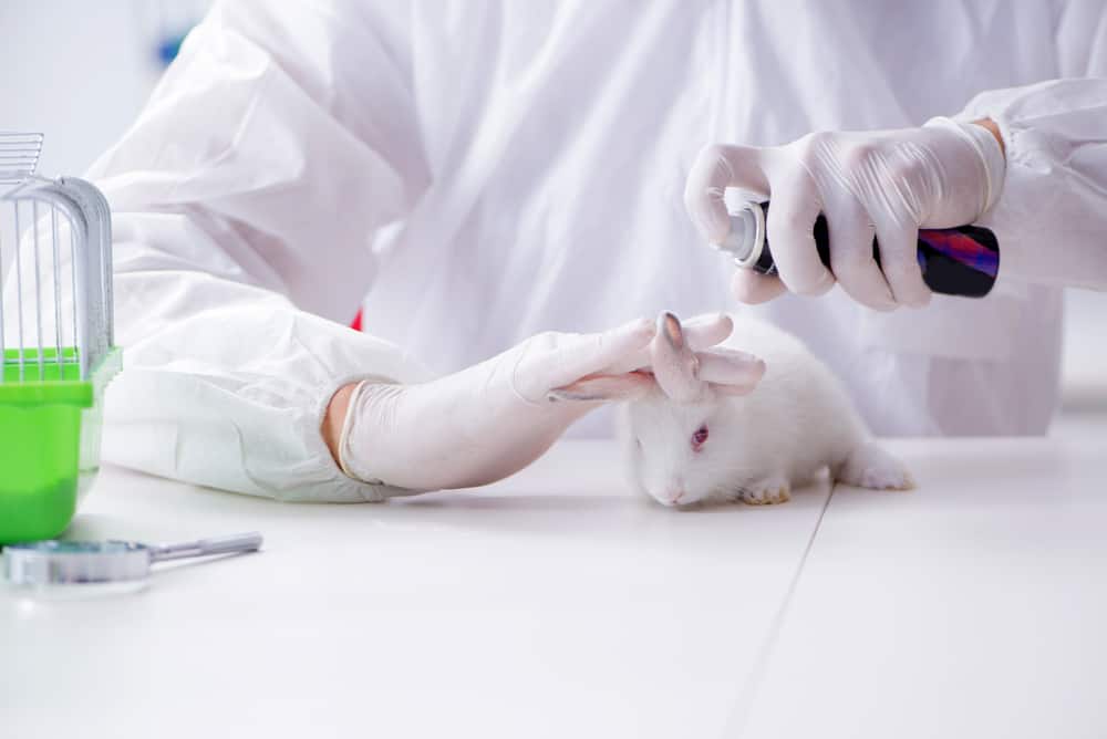 Rabbit used for product testing