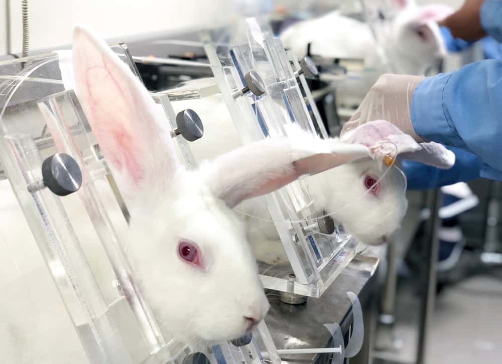 Rabbits in restraints used for animal testing