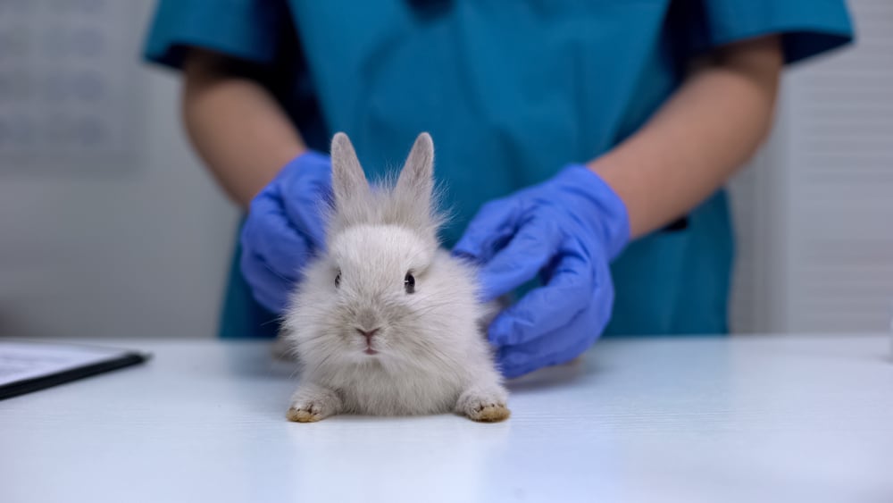 9 Animal Testing Facts about Rabbits You Never Knew - Cruelty Free Soul