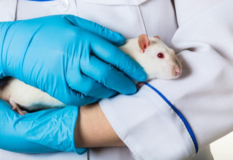 the-4-most-important-animal-testing-facts-about-canada-cruelty-free-soul