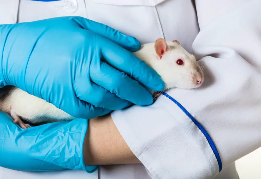 Animal testing on white rat