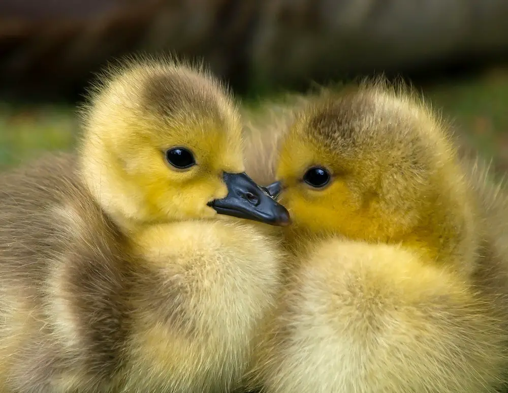 Two-duckings-cruelty-free-feathers