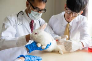 9 Animal Testing Facts to Know about Japan - Cruelty Free Soul