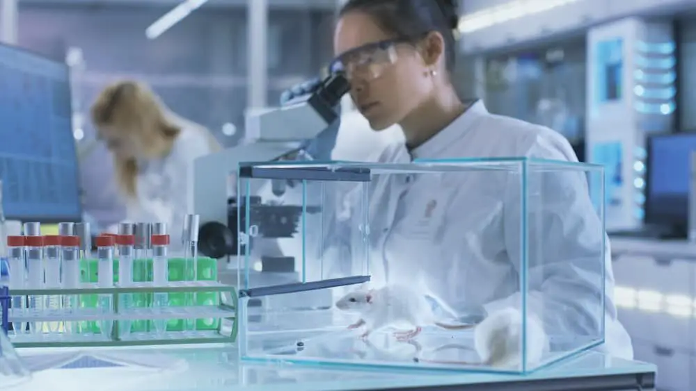 Female scientist conducting animal testing