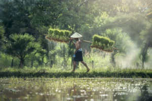 man collecting rice to ferment