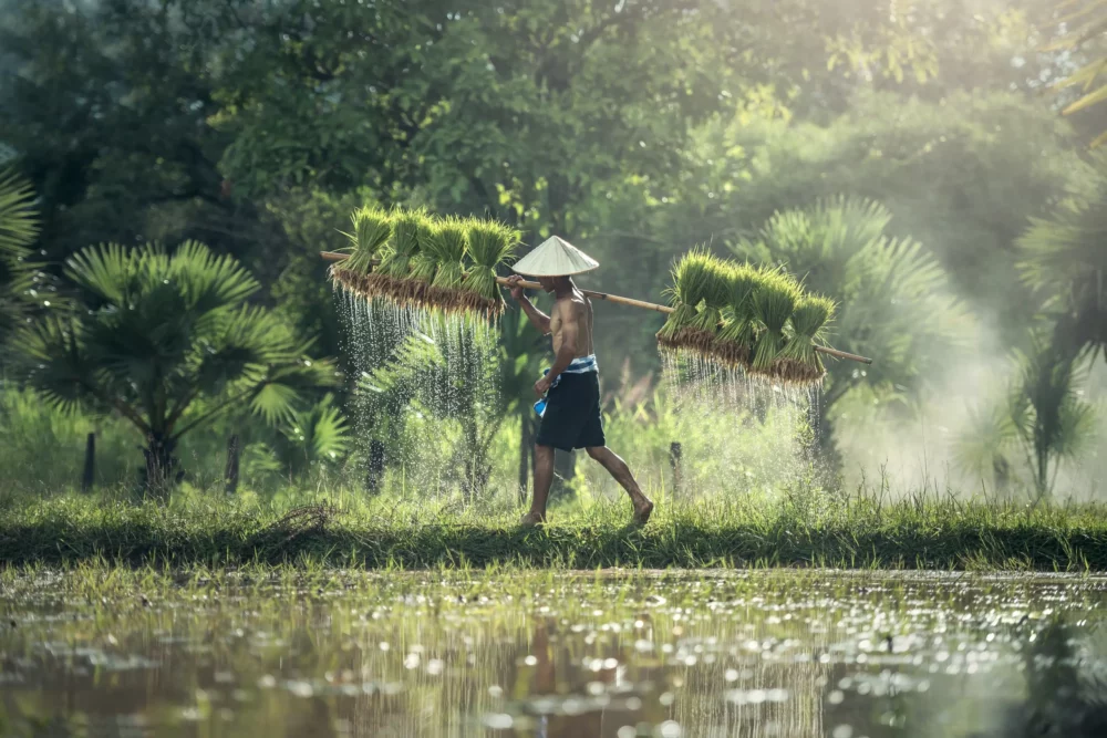 man collecting rice to ferment